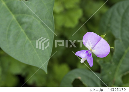 黒アズキの花 黒アズキの花 44395179
