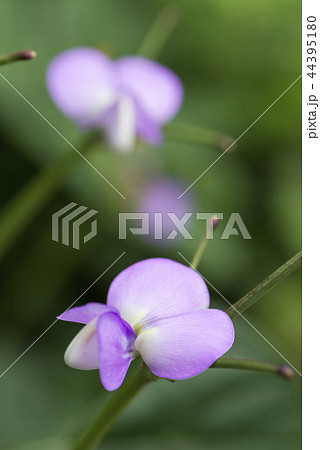 黒アズキの花 44395180