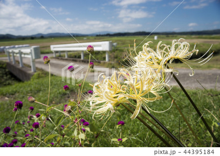 道ばたに咲くシロバナマンジュシャゲの花 44395184