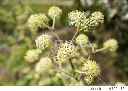 ウドの花のアップ 44395185