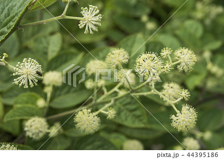 葉をバックにウドの花 44395186