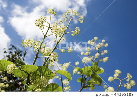 青空の下のウドの花 青空の下のウドの花 44395188