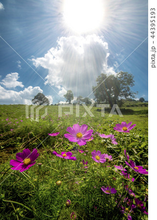 太陽の下のピンクのコスモスの花 太陽の下のピンクのコスモスの花 44395193