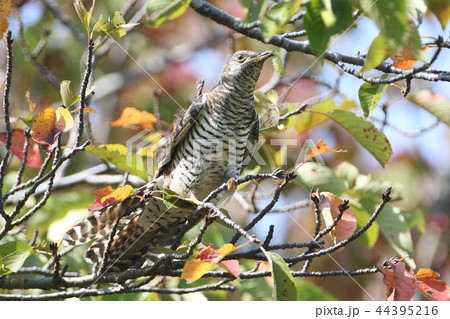 ツツドリ 44395216