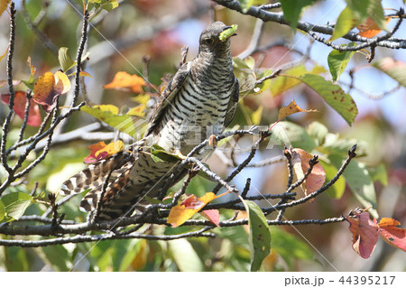 ツツドリ 44395217