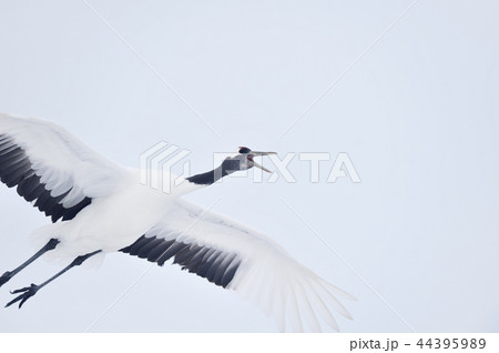 鳴きながら空を飛ぶタンチョウ（北海道・鶴居） 44395989