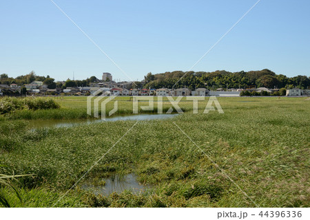 市川市、国分川調節池緑地、下池 市川市、国分川調節池緑地、下池 44396336