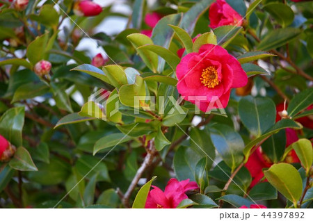 鮮やかな山茶花の花 44397892