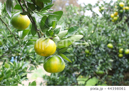 みかん農園　早生みかん狩り　10月　関東 44398061