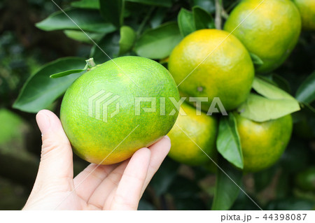 みかん農園　早生みかん狩り　10月　関東 44398087
