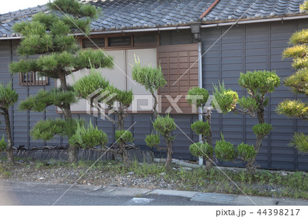 庭木　カイズカの変わり剪定 44398217