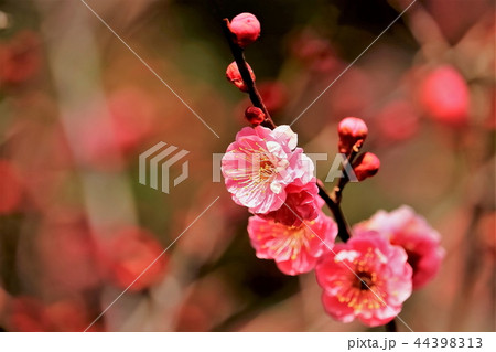 ピンク色の梅の花 44398313