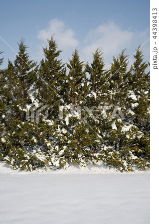 セミウォン ヤンスリ 目 44398413