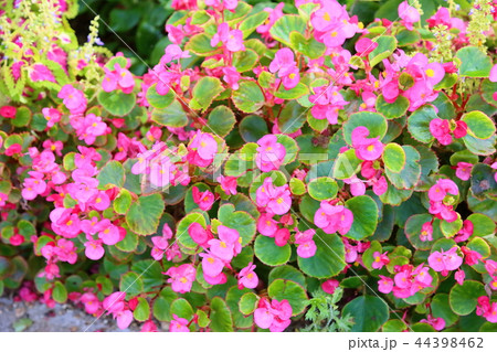 ベゴニアの花 44398462