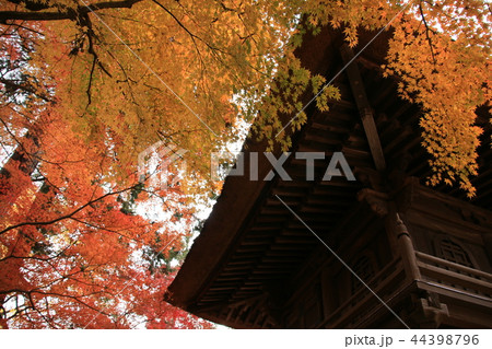 紅葉(平林寺/埼玉県新座市) 紅葉(平林寺/埼玉県新座市) 44398796