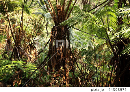 ハワイ島より ハワイ島より 44398975