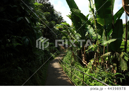 ハワイ島より 44398978