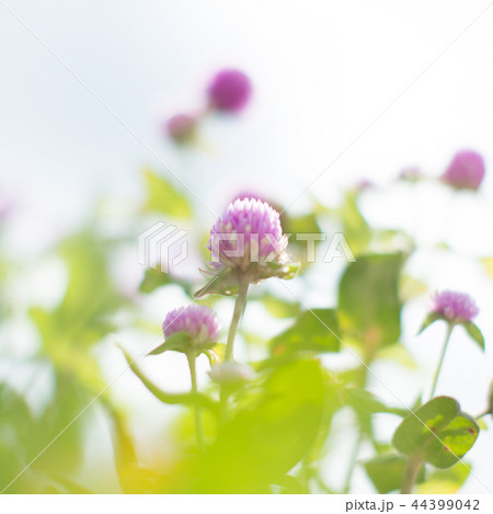 紫　花　空　緑 44399042