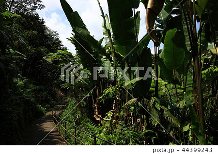 ハワイ島より 44399243