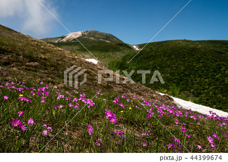 白山の夏 44399674