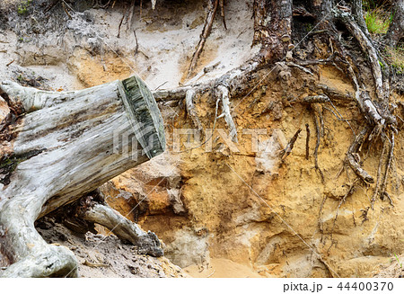 Old stump. Tree roots in sandstone. Sand mining Old stump. Tree roots in sandstone. Sand mining 44400370
