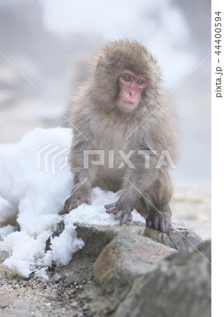 長野県地獄谷野猿公苑のスノーモンキー 長野県地獄谷野猿公苑のスノーモンキー 44400594
