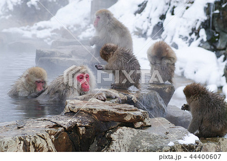 長野県地獄谷野猿公苑のスノーモンキー 長野県地獄谷野猿公苑のスノーモンキー 44400607