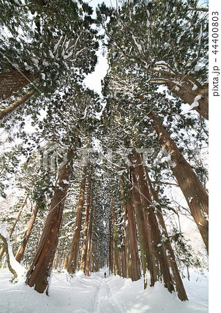 雪深い杉並木 雪深い杉並木 44400803