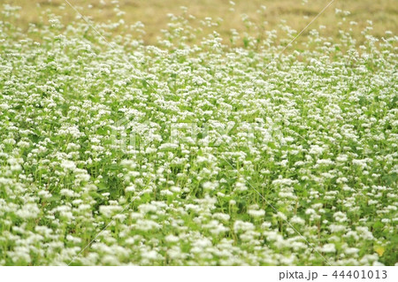 蕎麦の花 44401013