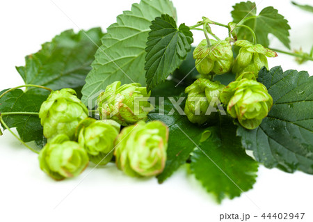 Organic hop with leaves on white background 44402947