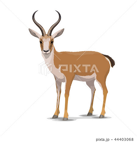 Cartoon Goitered Gazelle Animal Vectorのイラスト素材