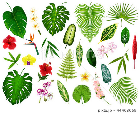 Tropical exotic plants and flowers leaf, vector Tropical exotic plants and flowers leaf, vector 44403069