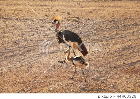 Black crowned crane (Balearica pavonina)  44403529
