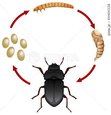 Life cycle of a mealwoem 44404338