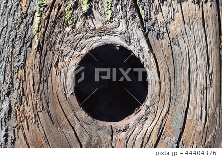 Large hollow tree on a background . Large hollow tree on a background . 44404376