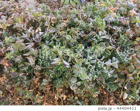 グランドカバー グランドカバー 44404411