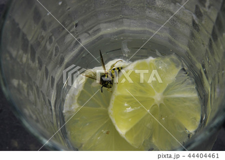 Wasps like martini also Wasps like martini also 44404461