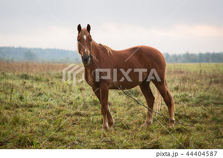 Red horse on pasture 44404587