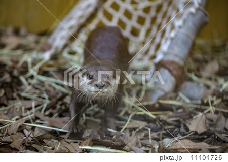 コツメカワウソ コツメカワウソ 44404726