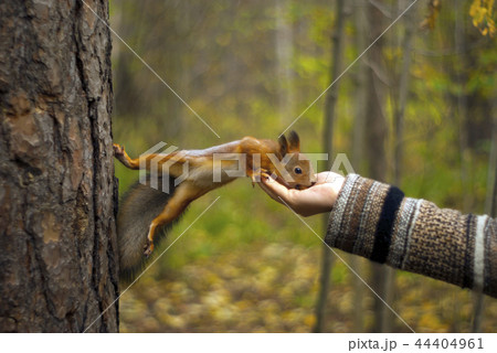 wild squirrel eats from hand 44404961