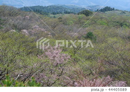 尾根の新緑　広葉樹　新芽　マメザクラ 44405089