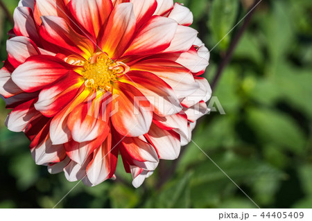 ダリア110 ダリア110 44405409