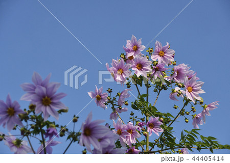 皇帝ダリアの花 44405414