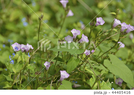ベニバナマメアサガオ 44405416