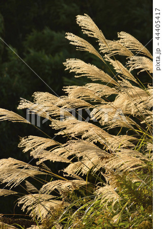ススキの穂 ススキの穂 44405417