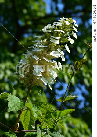 多数の白い装飾花を備えるアジサイの仲間と推定される植物の円錐形の花房 花序 を撮影した写真の写真素材