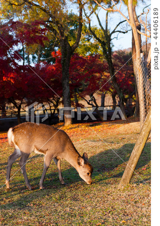 かわいい鹿と秋の美しい紅葉 奈良 日本の写真素材