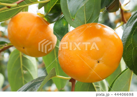 富有柿 富有柿 44406698