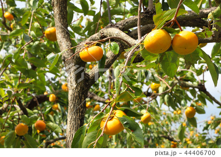 富有柿 富有柿 44406700