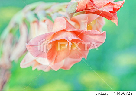 Orange gladiolus large 44406728
